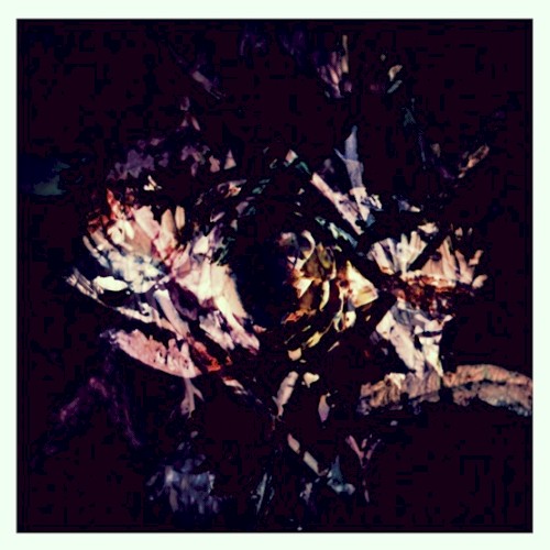 Flora封面